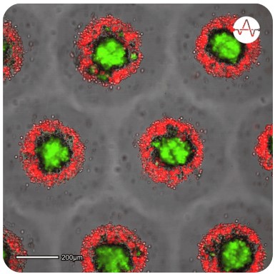 3D Cell Cultures