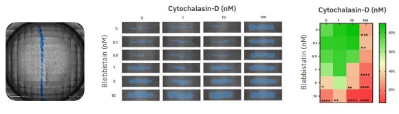 Dynamic cell migration