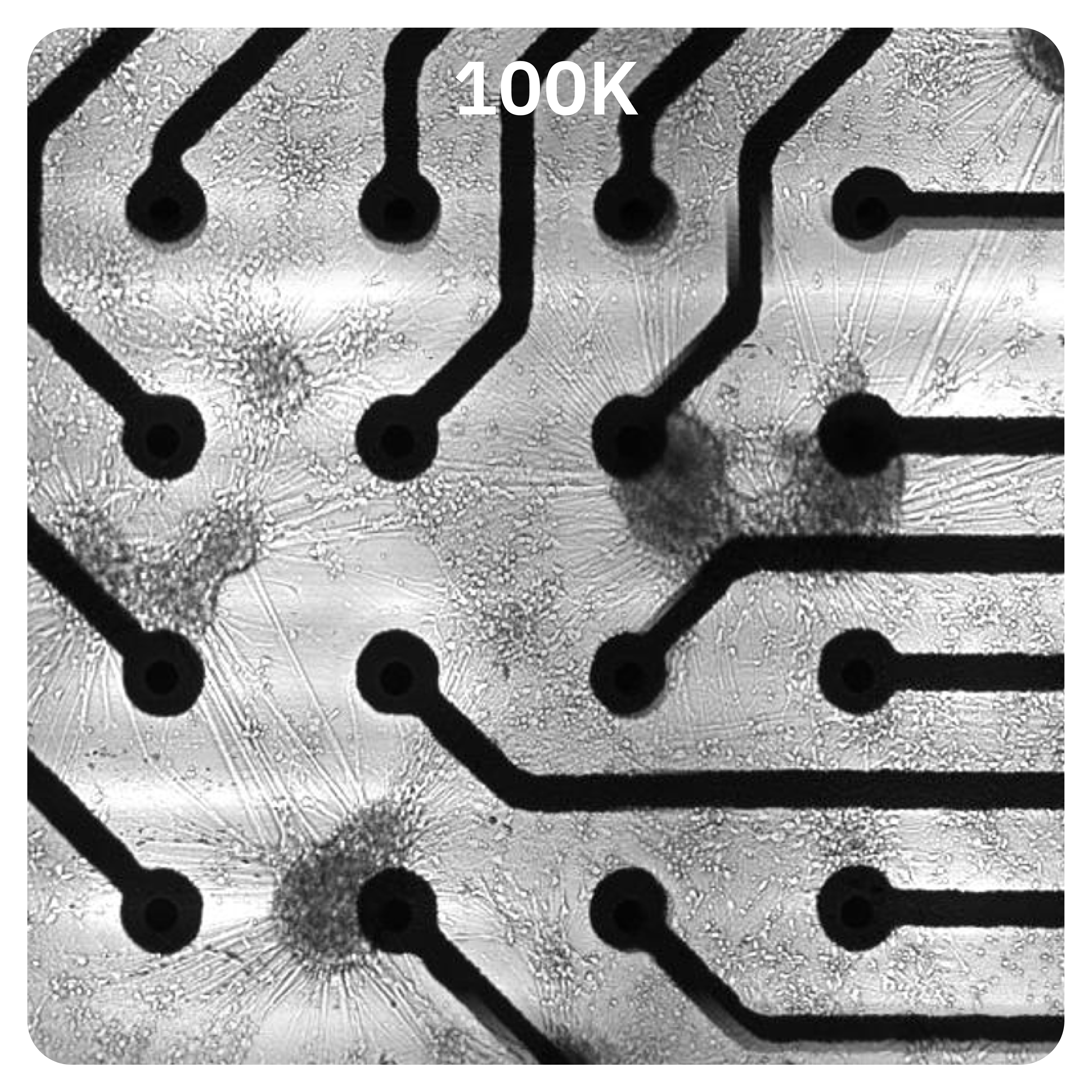 Maestro MEA 100K density