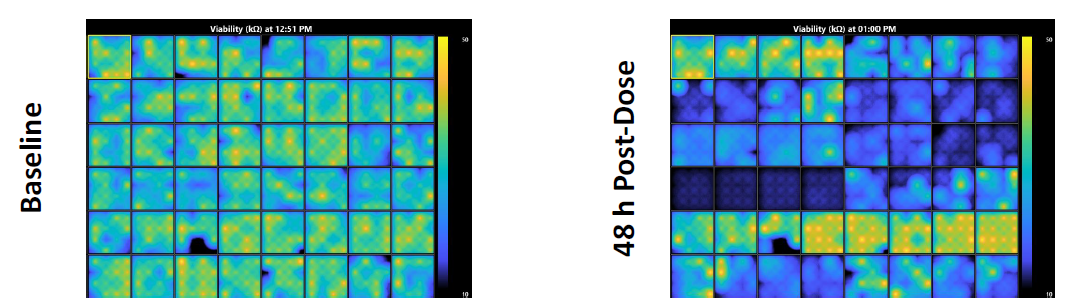 Monitoring cell health in multiwell MEA plates with impedance following chronic dosing of hiPSC-derived neurons