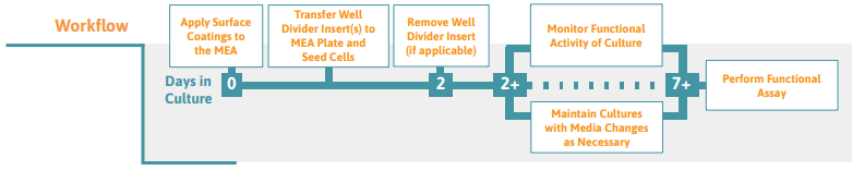 Neural co-culture protocol workflow