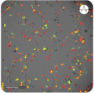 Transfection and Transduction