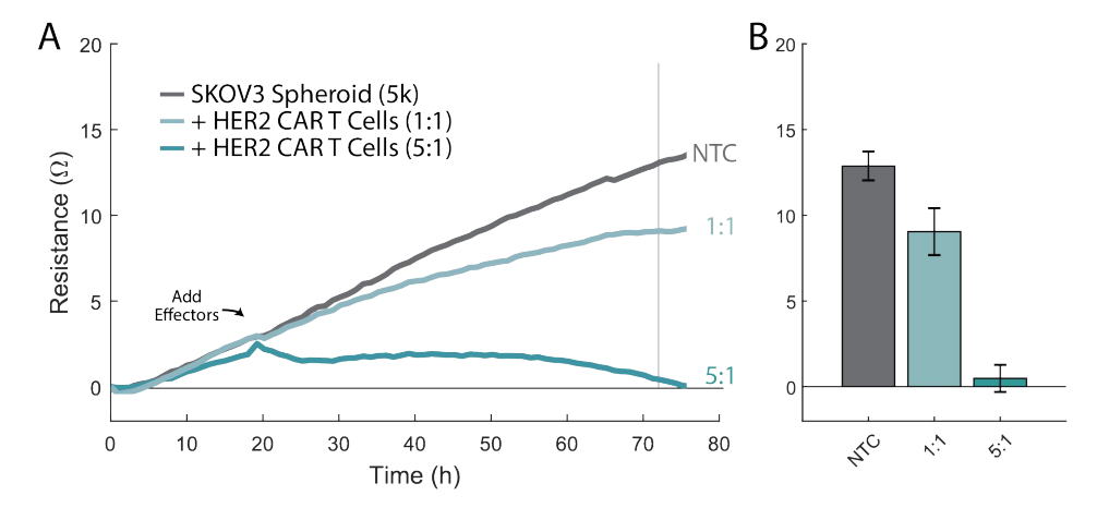 Immune  cell-mediated killing of  SKOV3 spheroids