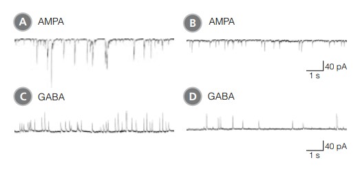 rodent neuronal cultures matured in brainphys neuronal medium show improved excitatory and inhibitory synaptic activity in classic electrophysiology assays