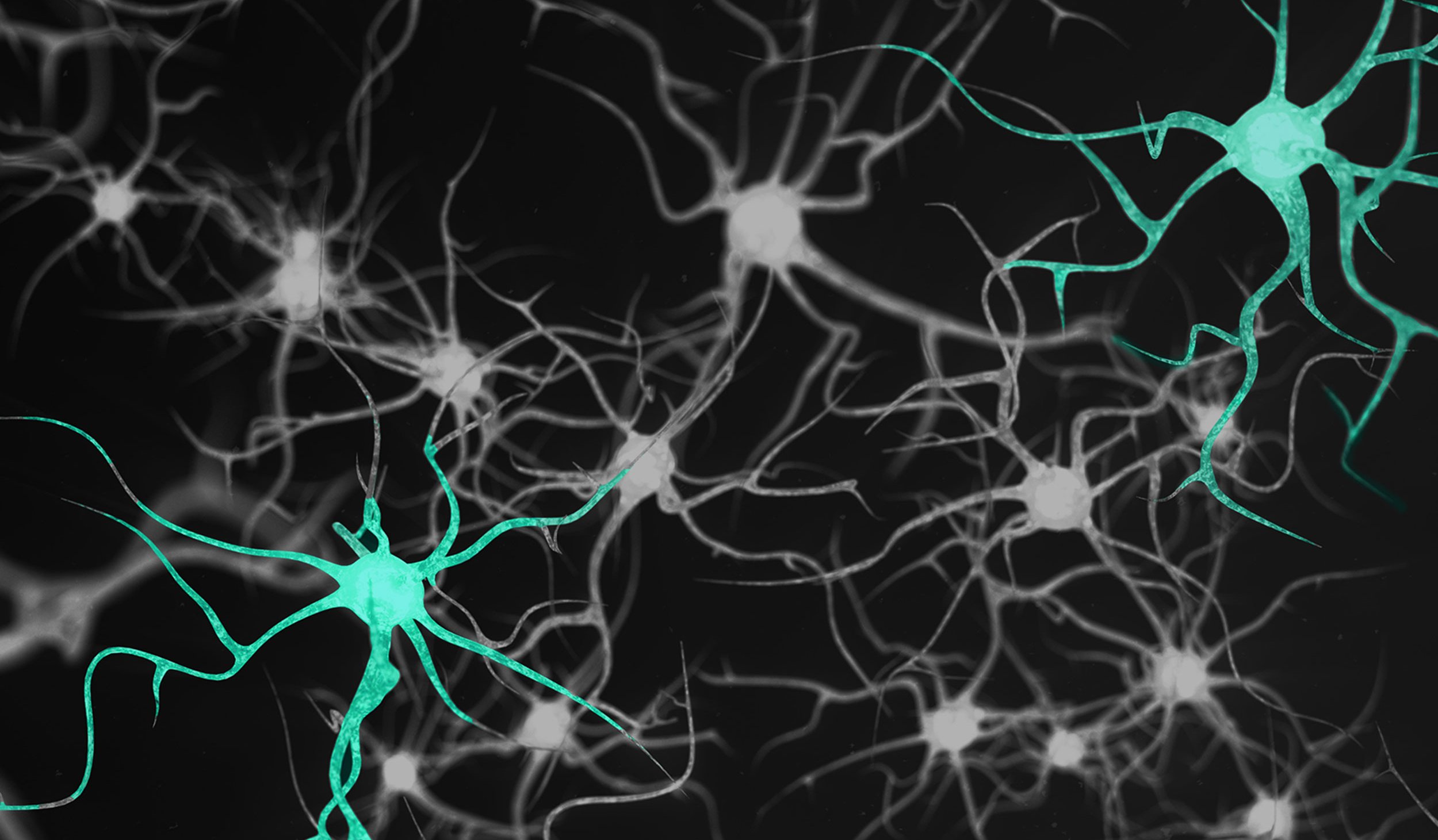 Neurotoxicology 