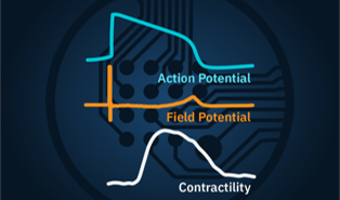 Cardiac Characterization Application