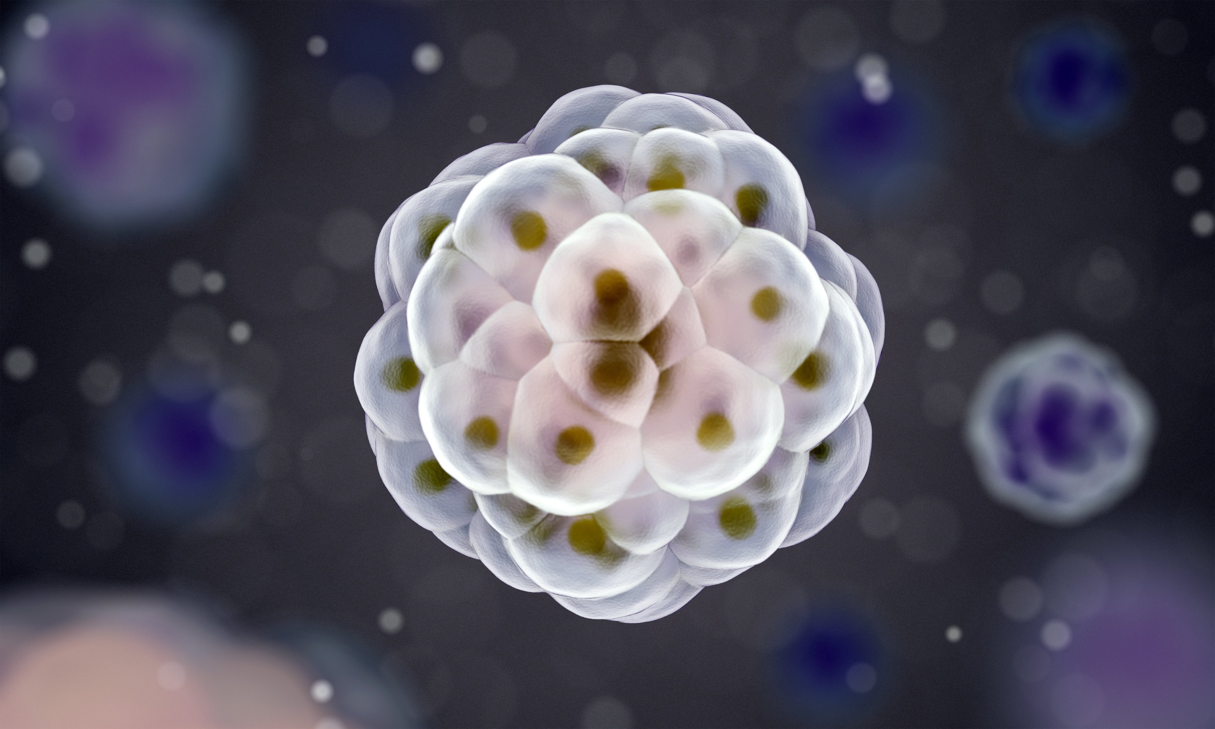 iPSC Organoid Model Application.jpeg