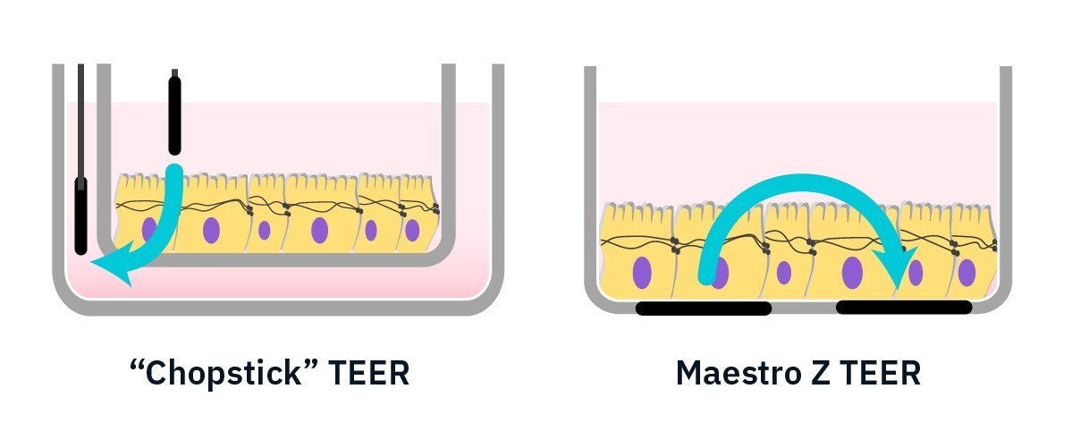 TEER Barrier Function Assay Workflow