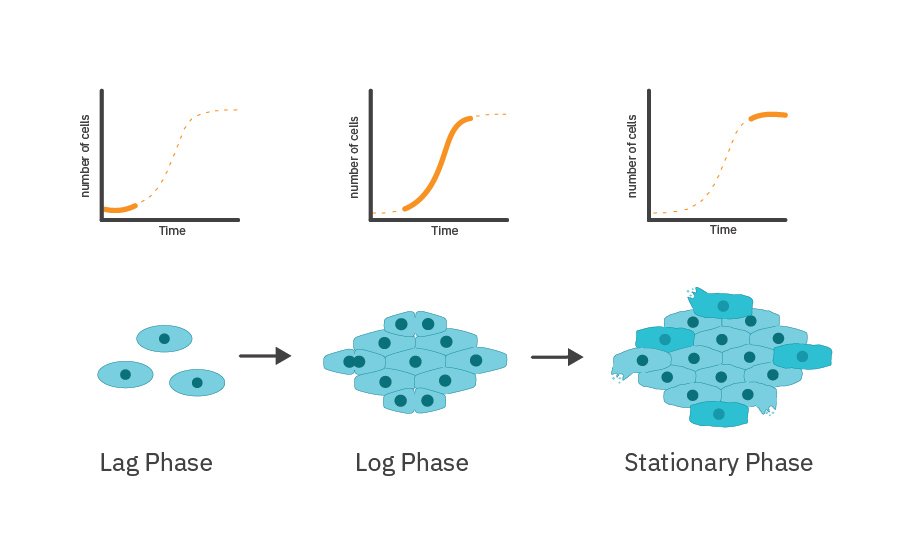 Cell Proliferation Phases