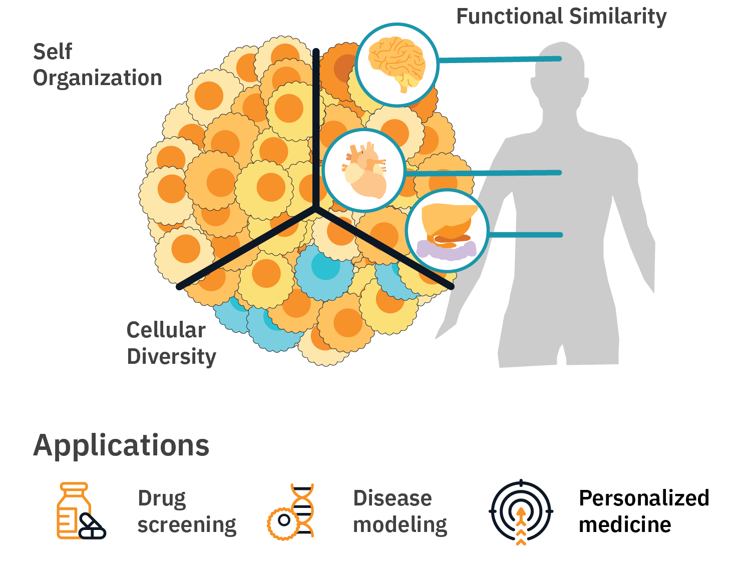 Advantages of organoid models