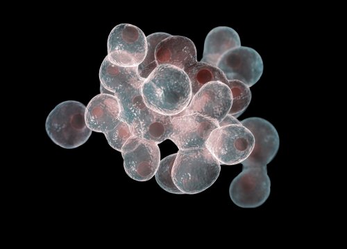 cellular kinetics assay for cell proliferation