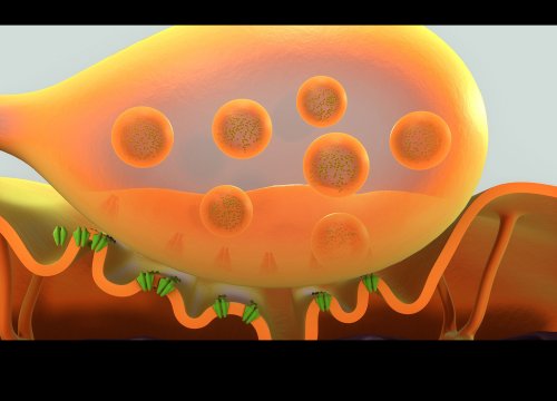 Neuromuscular Junction